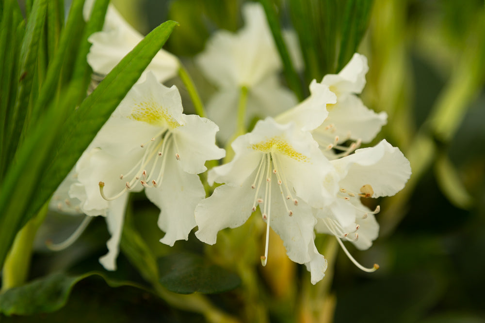 flower detailing on cunninghams white rhododendron