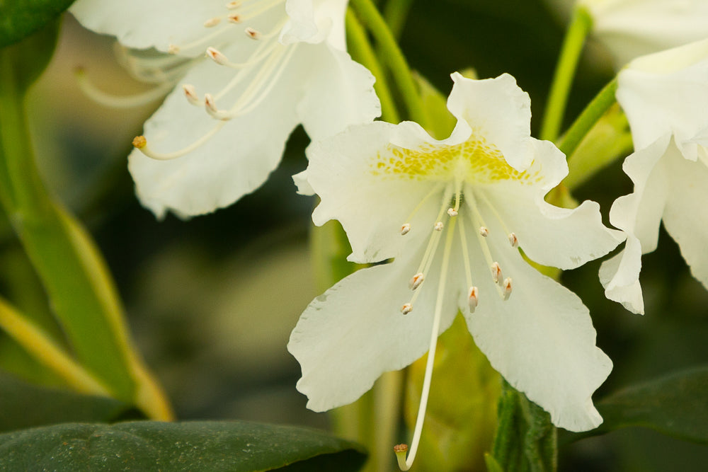 close up of cunninghams white rhododendron flower