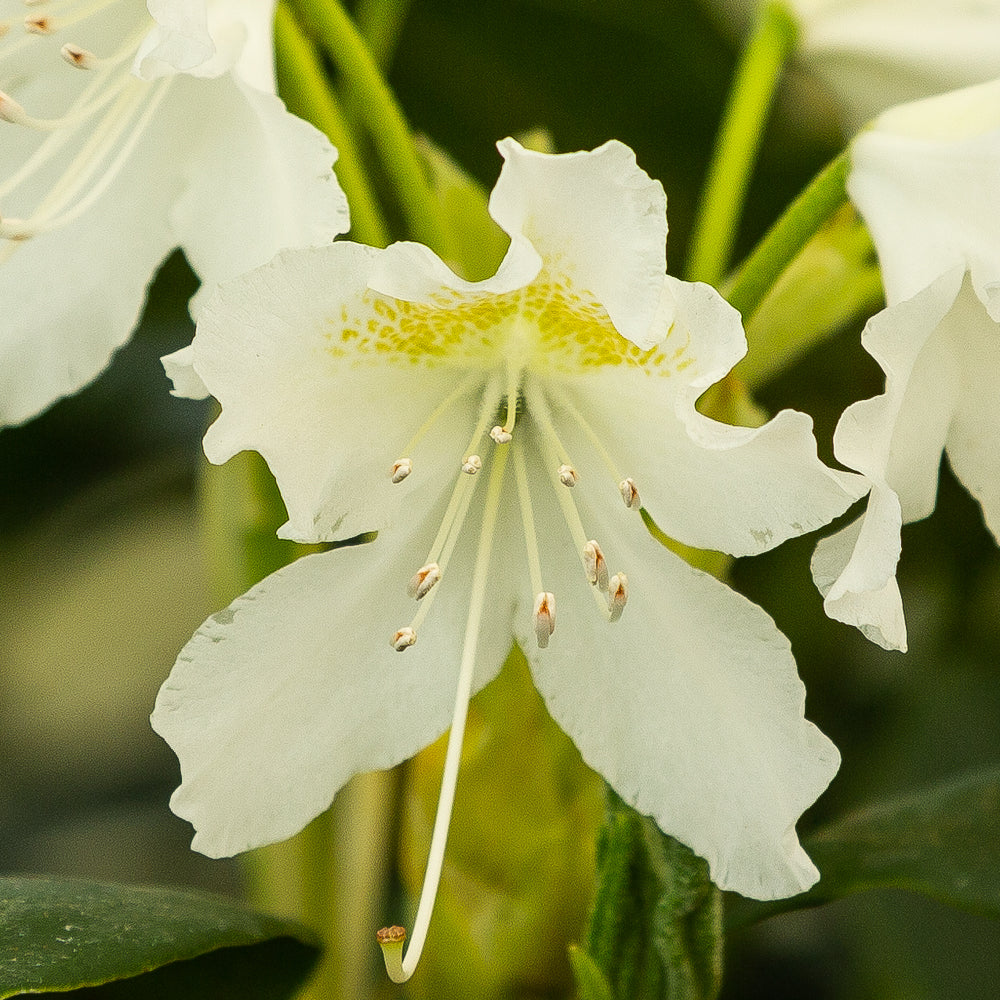 Rhododendron hybrid ‘Cunningham’s White’ flower