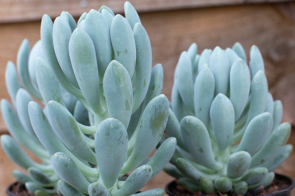 Echeveria_Cana_Leaves