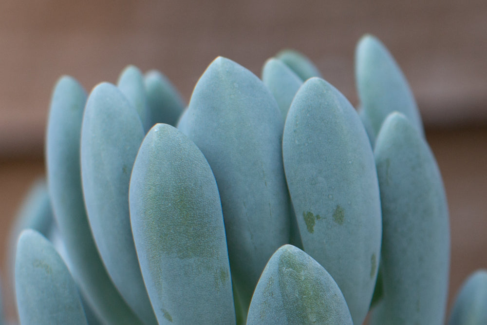 Close up of Echeveria Cana leaves