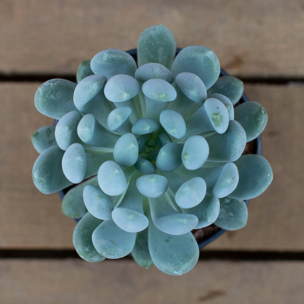 Echeveria_Cana_Plant