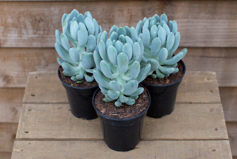 Potted Echeveria Cana Perennial Succulents