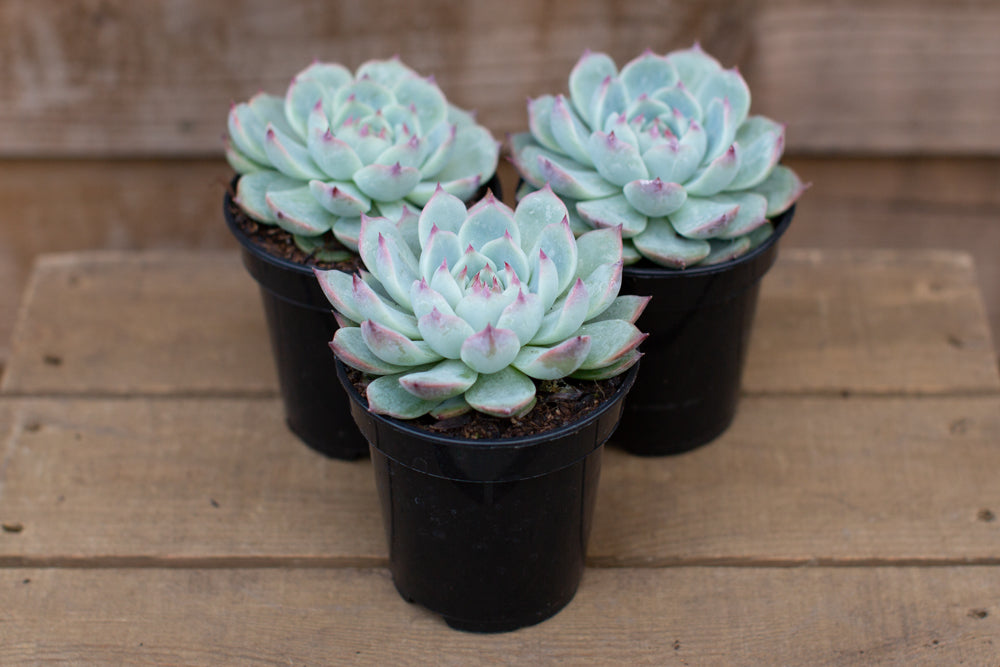 Three pots of echeveria chihuahuensis