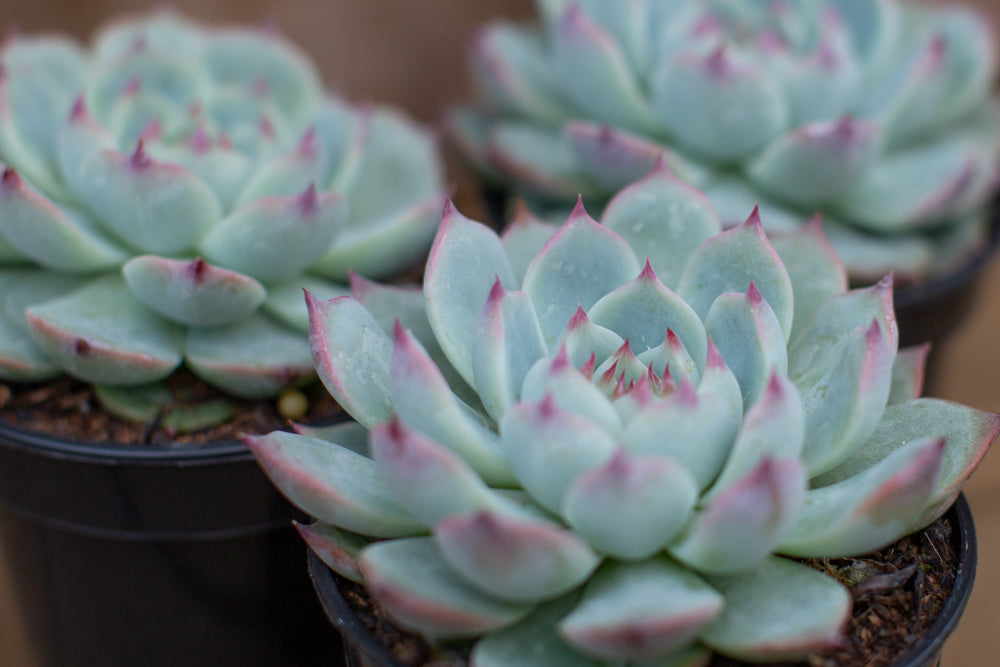 Echeveria chihuahuensis leaves