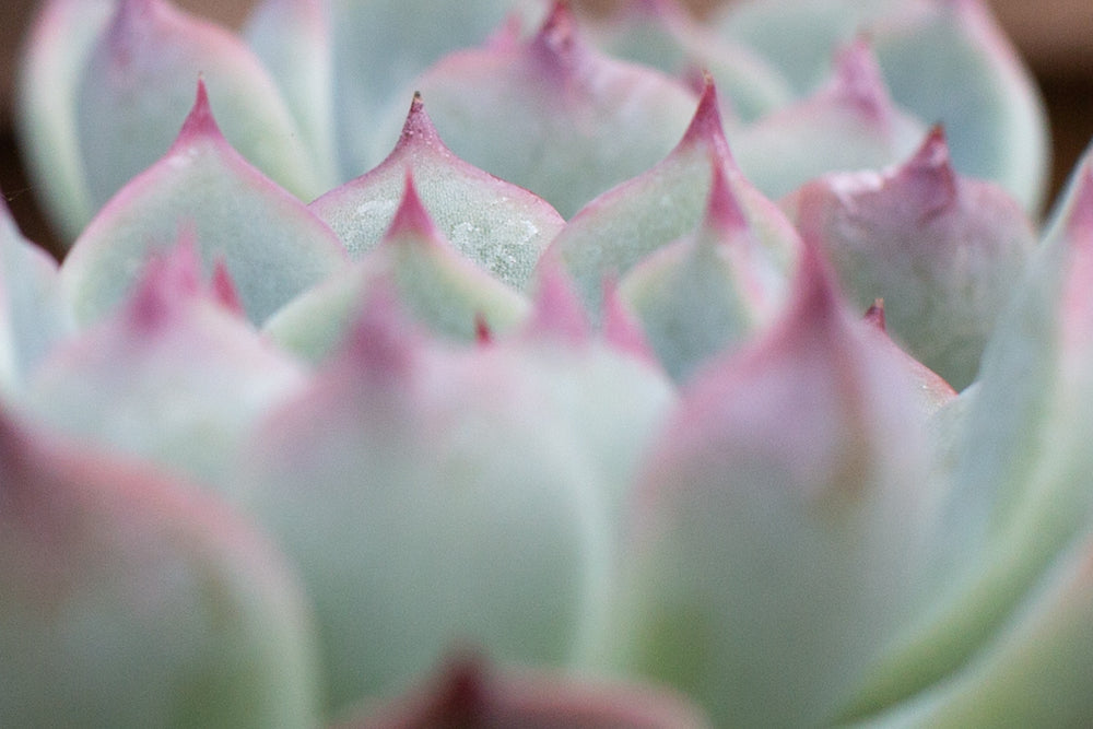 Pink points on echeveria chihuahuensis