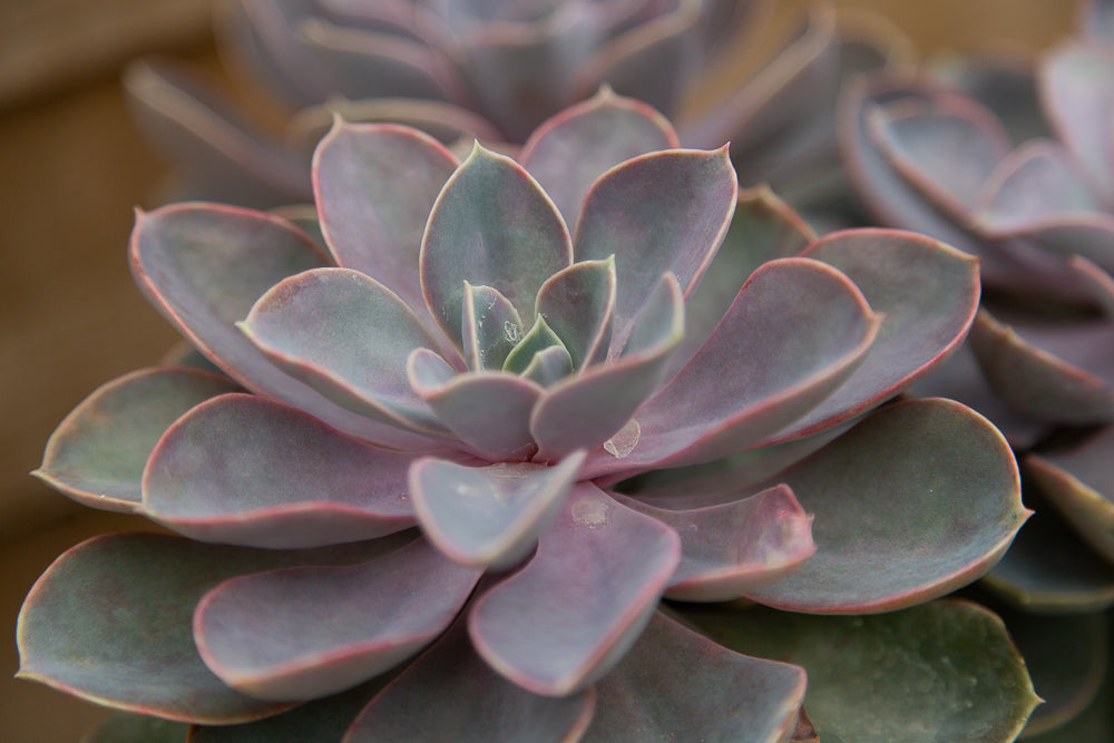 Echeveria Duchess of Nuremburg