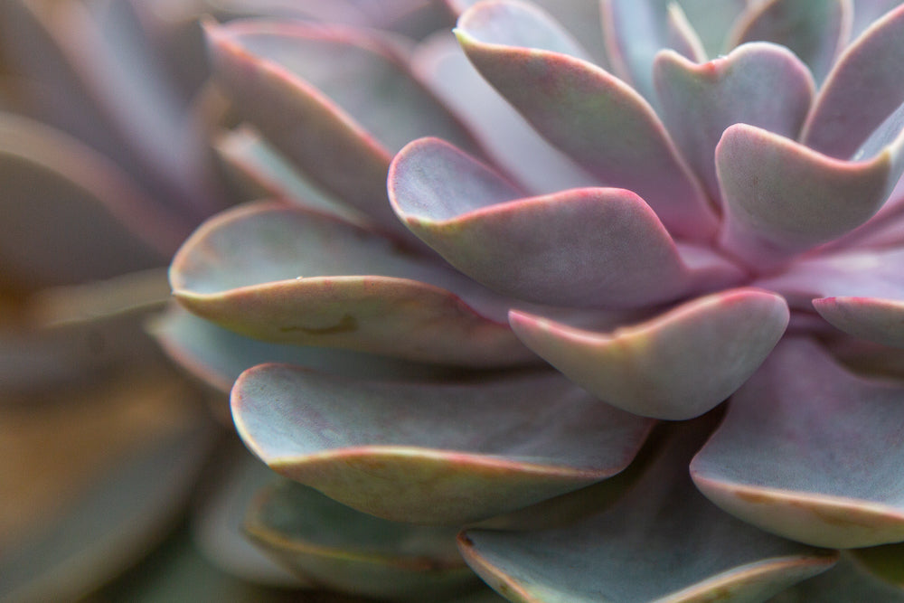 Echeveria Duchess of Nuremburg