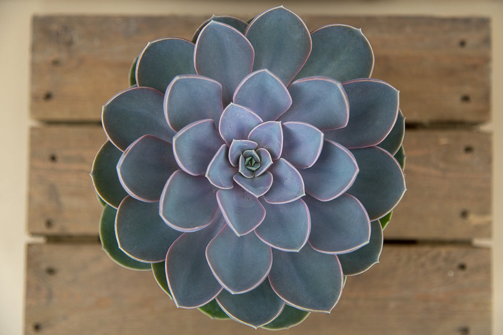 Echeveria Duchess of Nuremburg