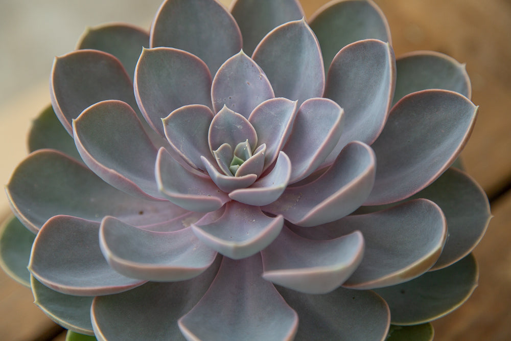 Echeveria Duchess of Nuremburg