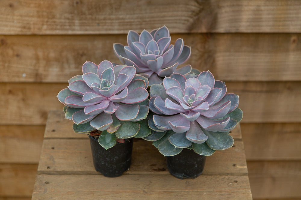 Echeveria Duchess of Nuremburg