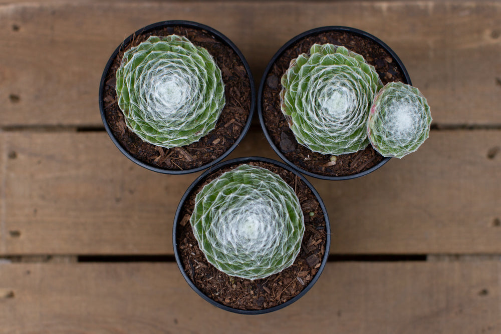 Three Pots of Cobweb Houseleek Alpines