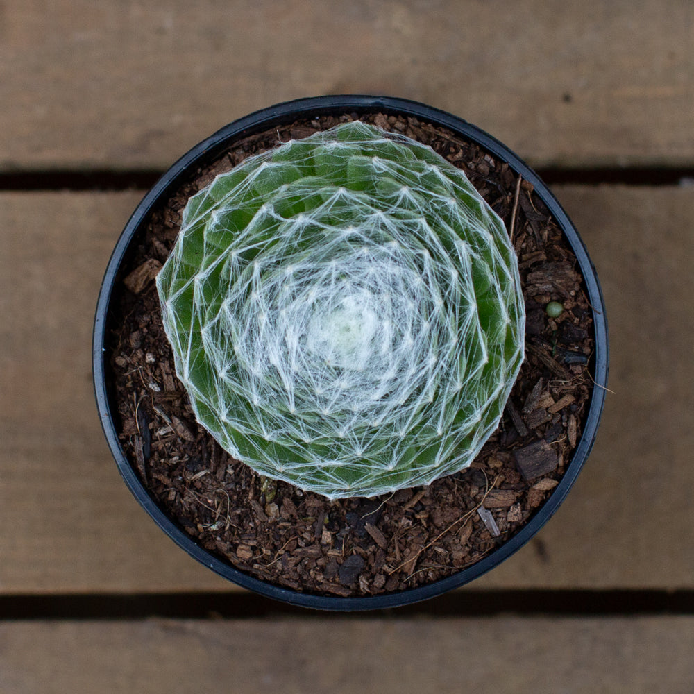 Potted Cobweb Houseleek Alpine