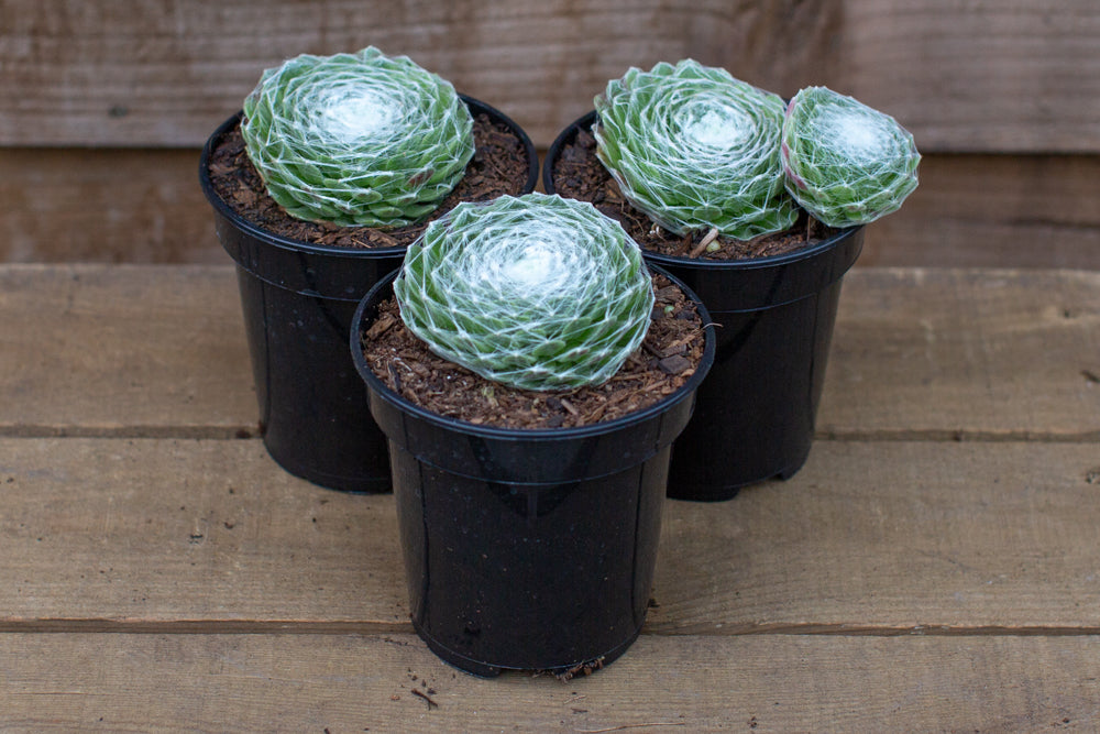 Three Pots of Sempervivum Arachnoideum Alpines