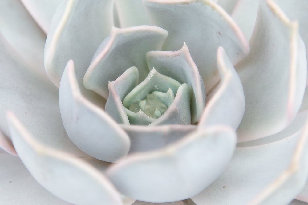 Leaves on Echeveria lilacina Plant