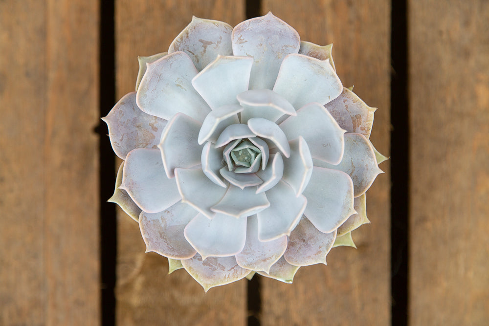 Ghost Echeveria Succulents