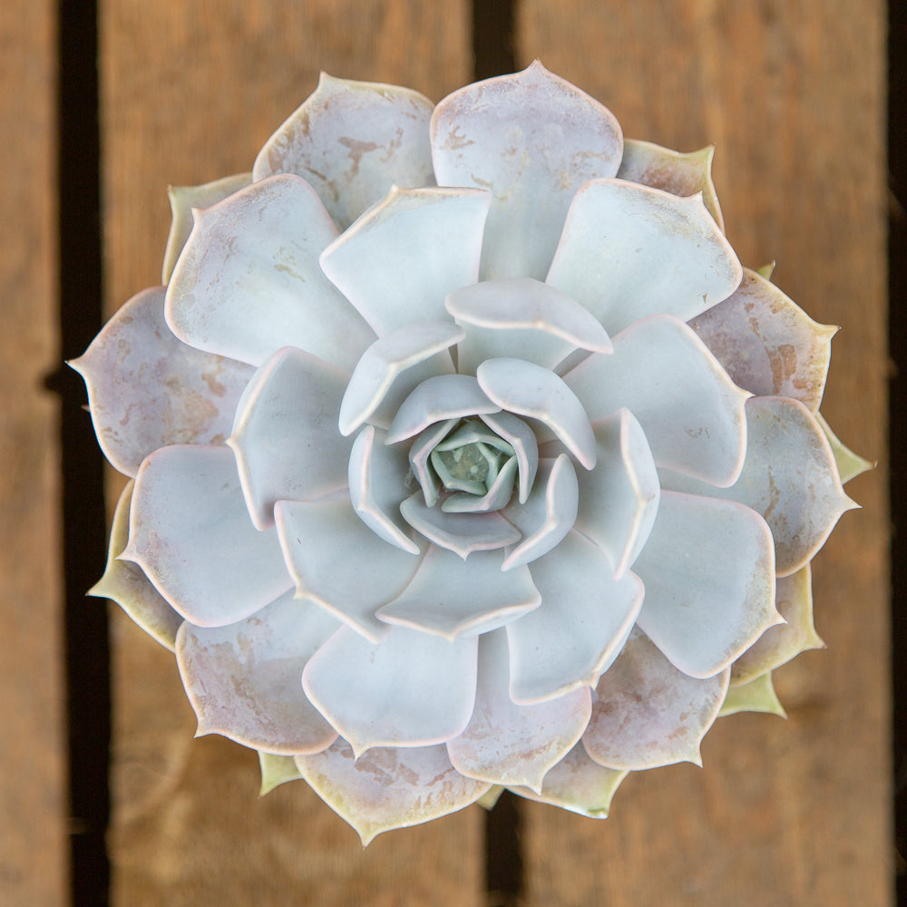 Echeveria Lilacina Succulent