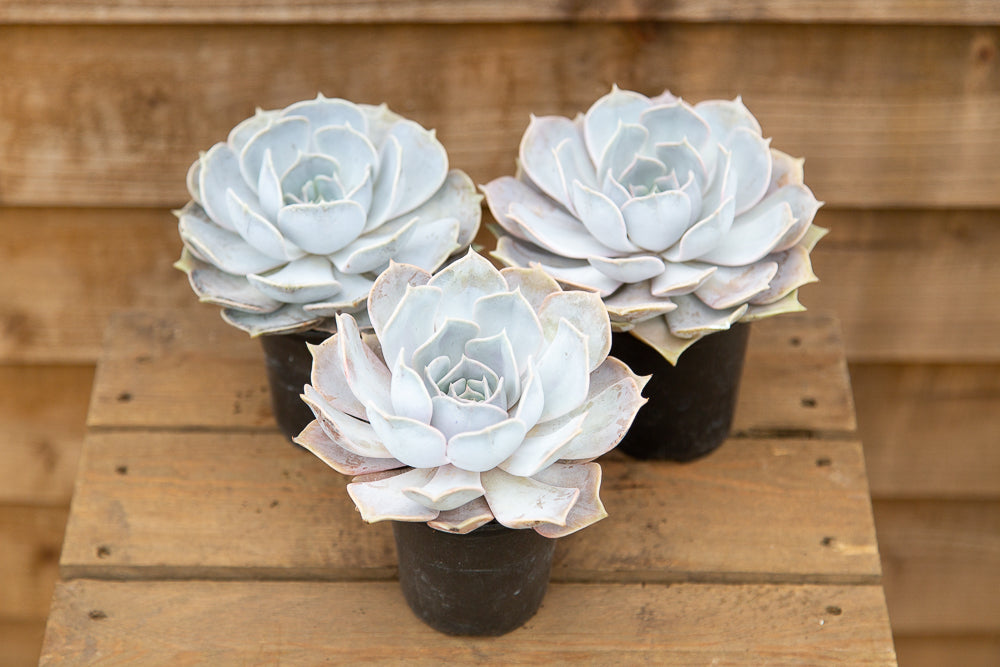 Three pots of Echeveria Lilacina Succulents