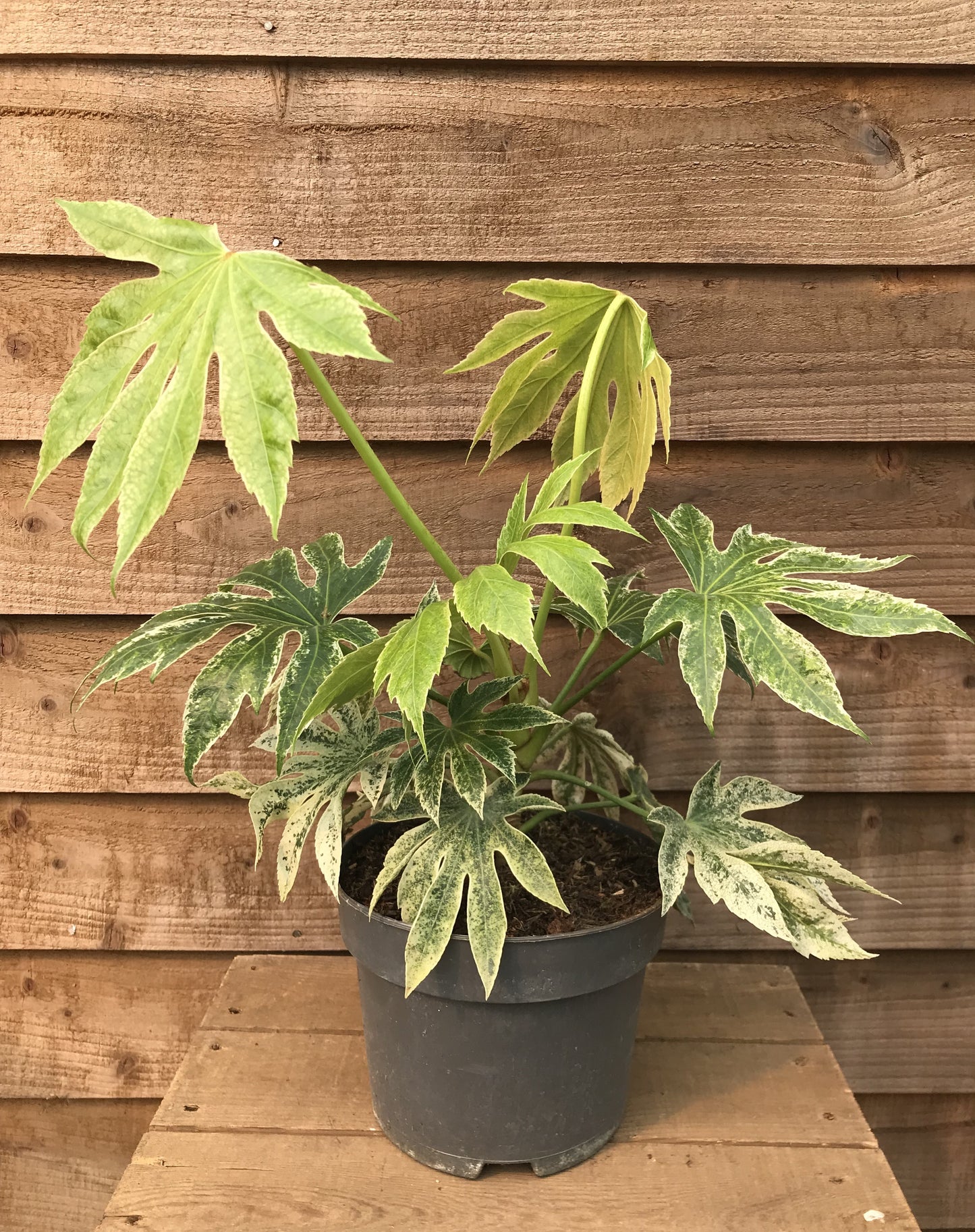 pot of fatsia japonica spider's web