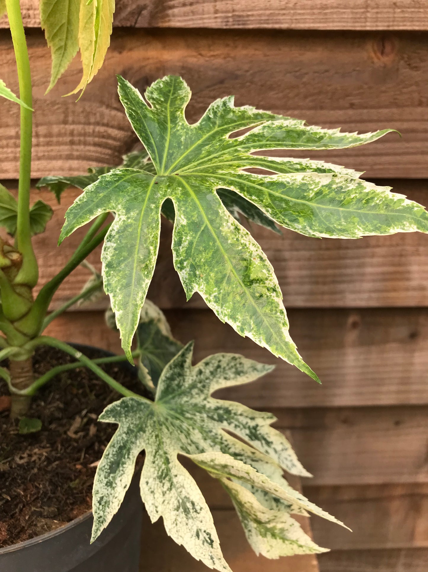 leaf on fatsia japonica spider's web plant