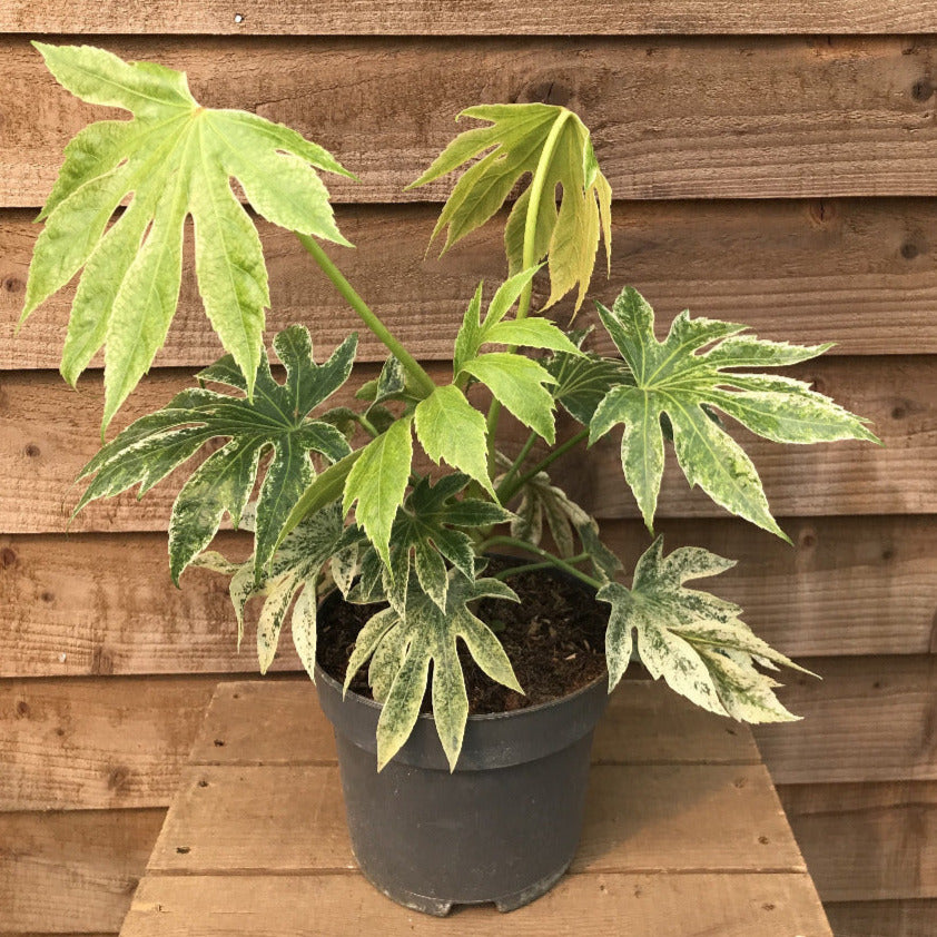 potted fatsia japonica spider's web plant