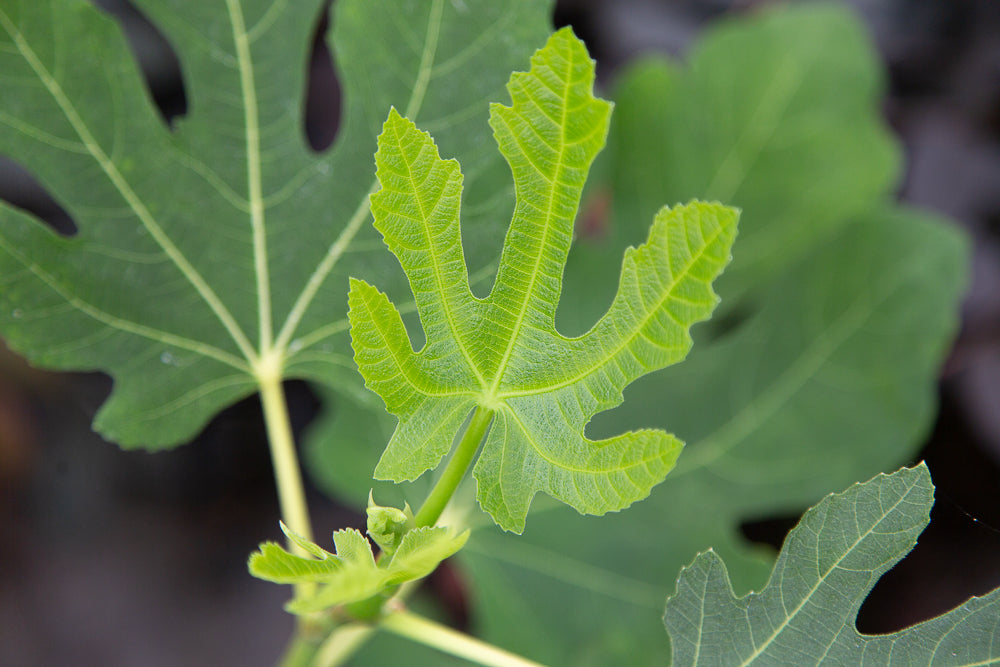 Leaves on Ficus Brown Turkey