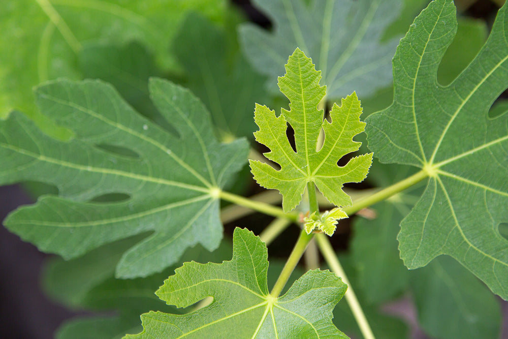 New Growth on Ficus Brown Turkey