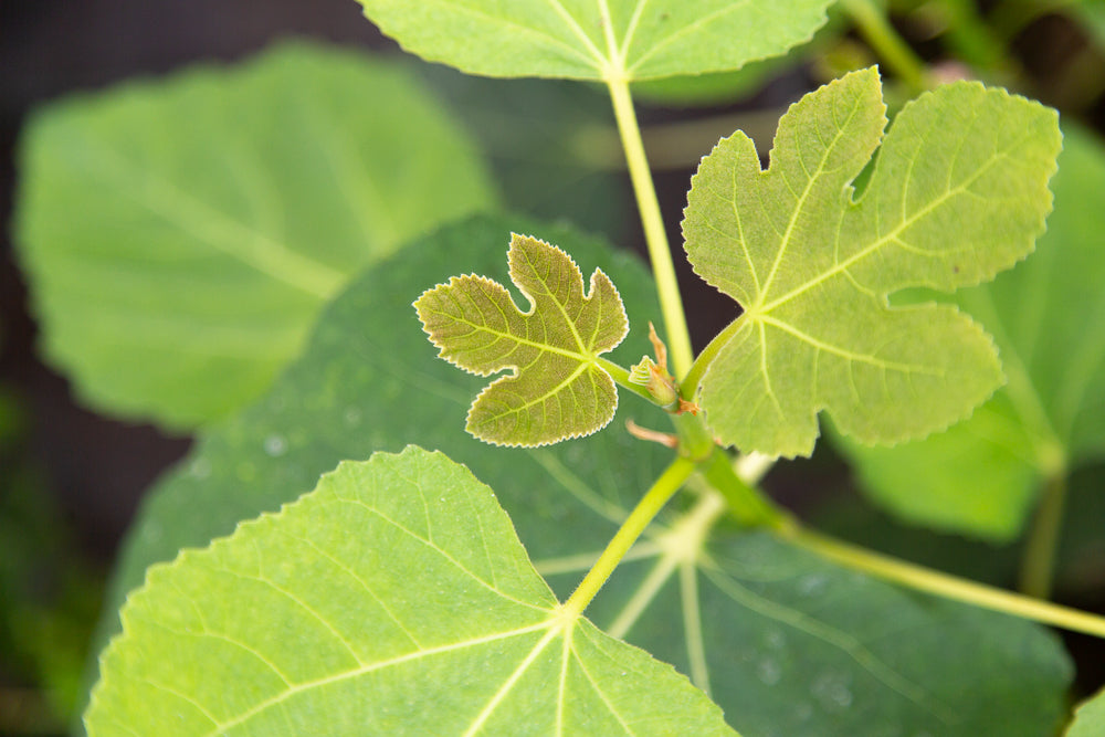Ficus Brown Turkey New Leaves