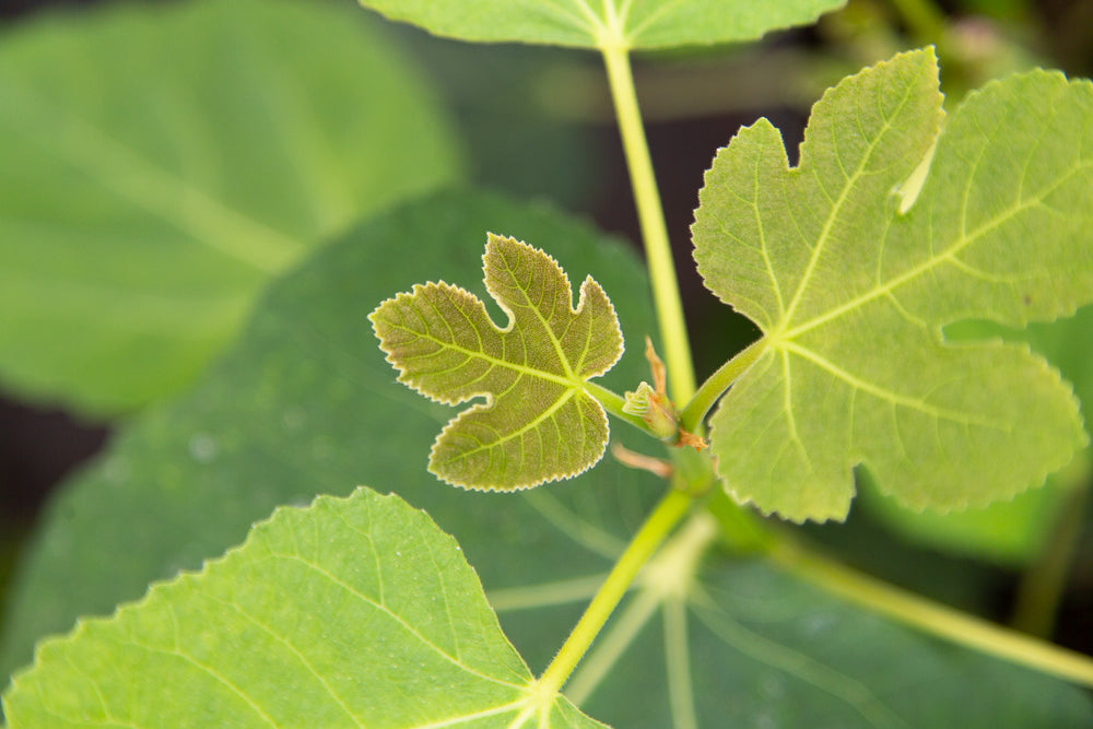 Leaf Detail on Ficus Brown Turkey Plant