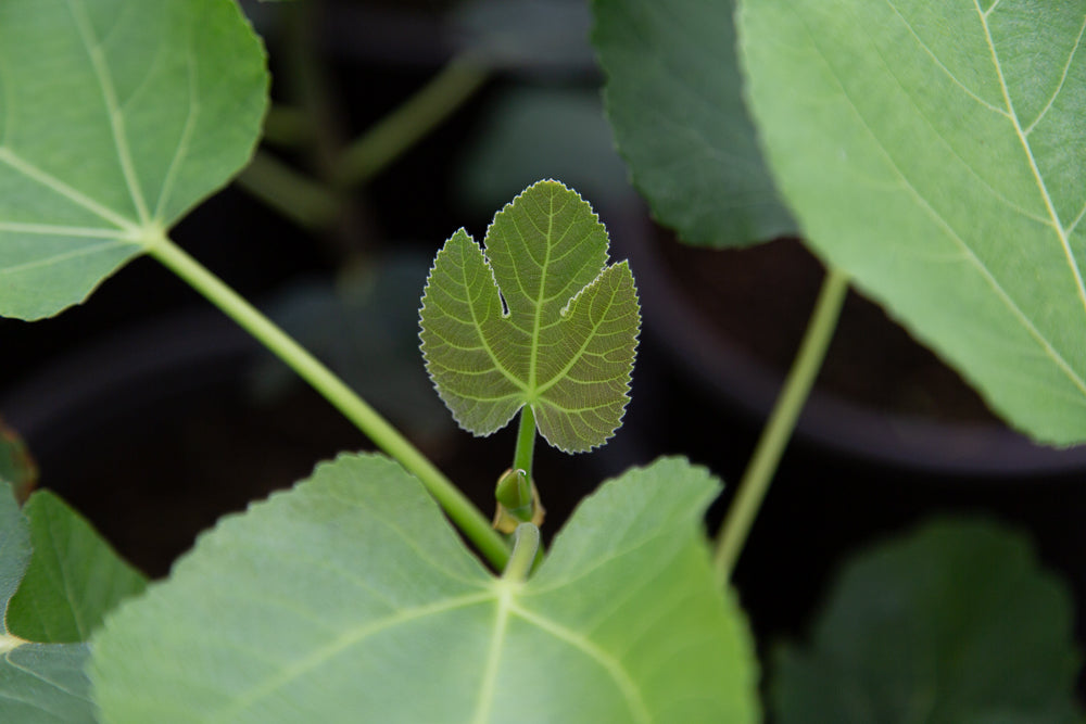 Ficus brown turkey plant