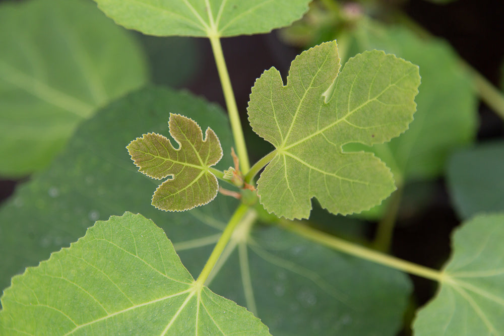 Ficus Carica Brown Turkey Plant