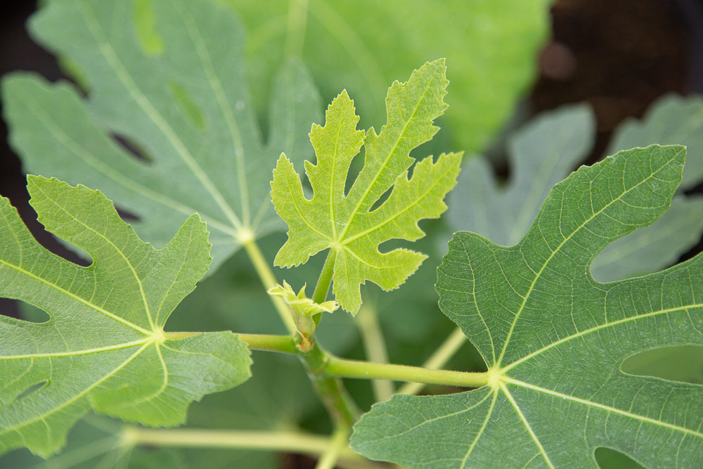 Leaves on Ficus Carica Brown Turkey Plant