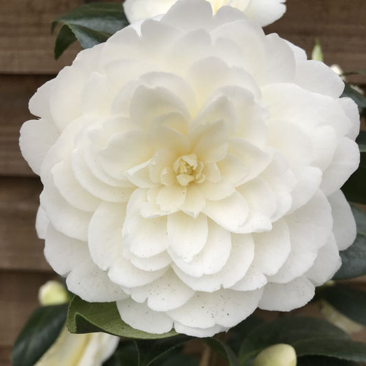 Camellia Golden Anniversary Flower