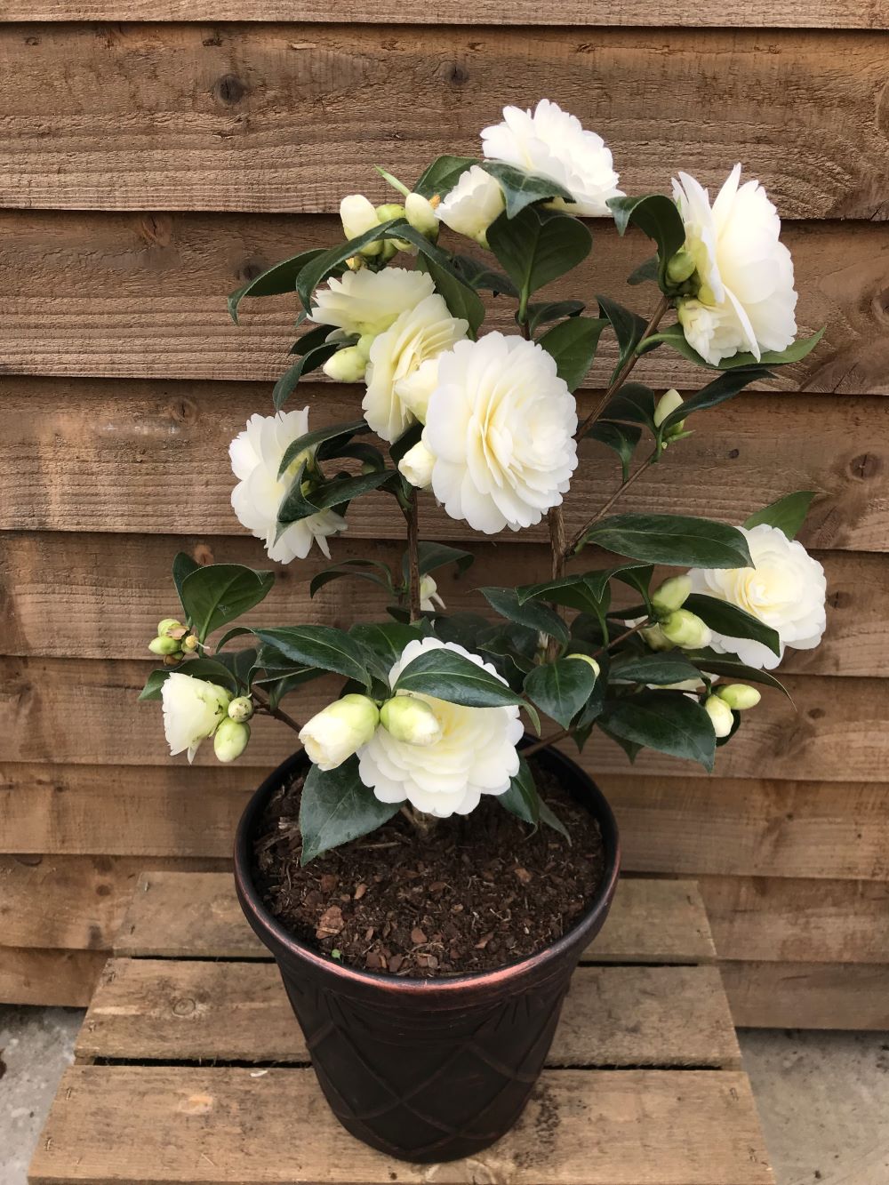 Potted Camellia Golden Anniversary Plant