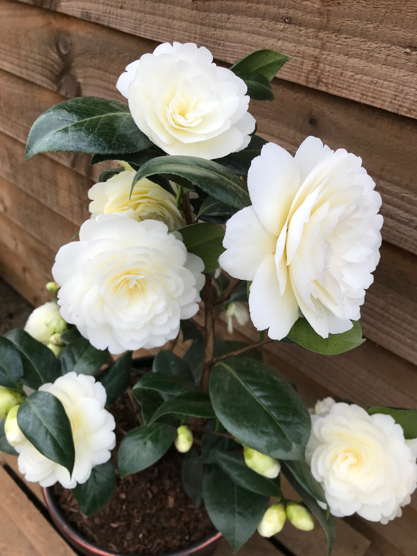 Flowering Camellia Golden Anniversary Plant