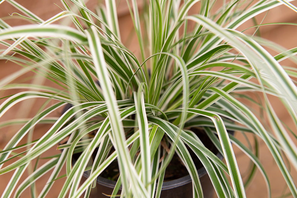 Carex Everest