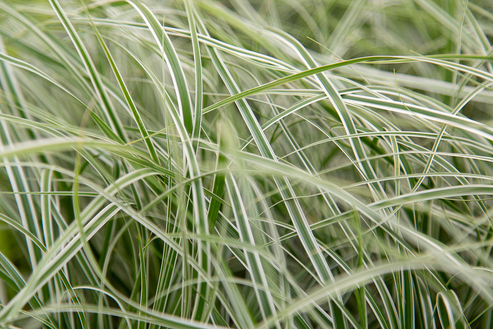 Carex Everest