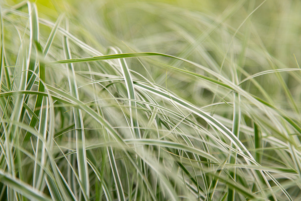 Carex Everest