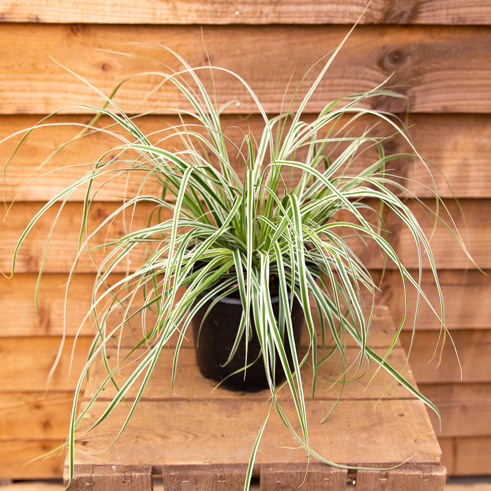 Carex Everest