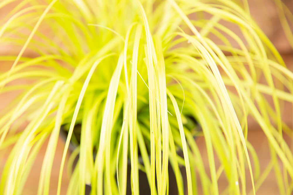 golden leaves on Carex Everillo plant