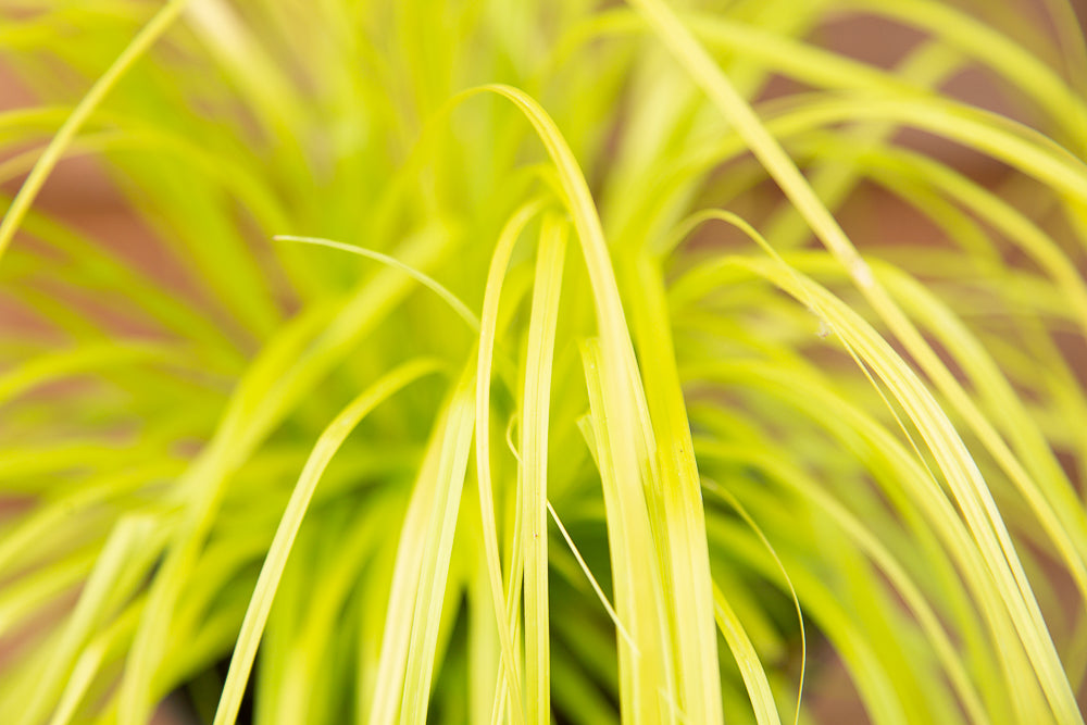 yellow leaves on Carex Everillo plant
