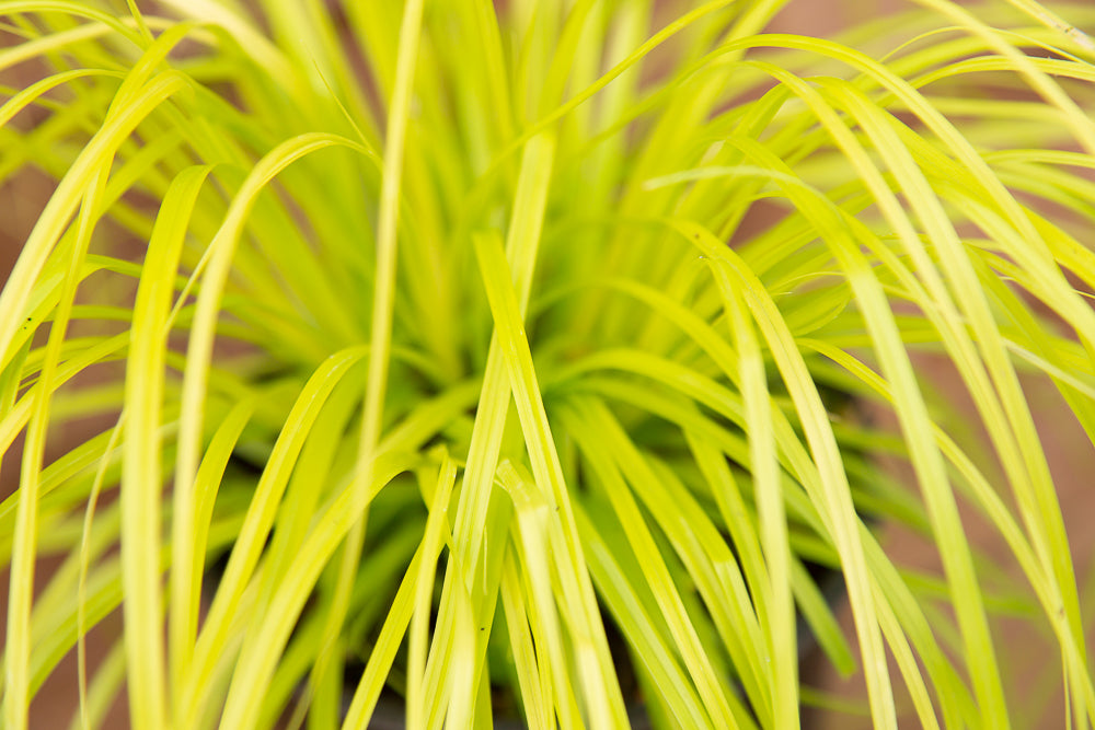 fronds on Carex Everillo grass plant