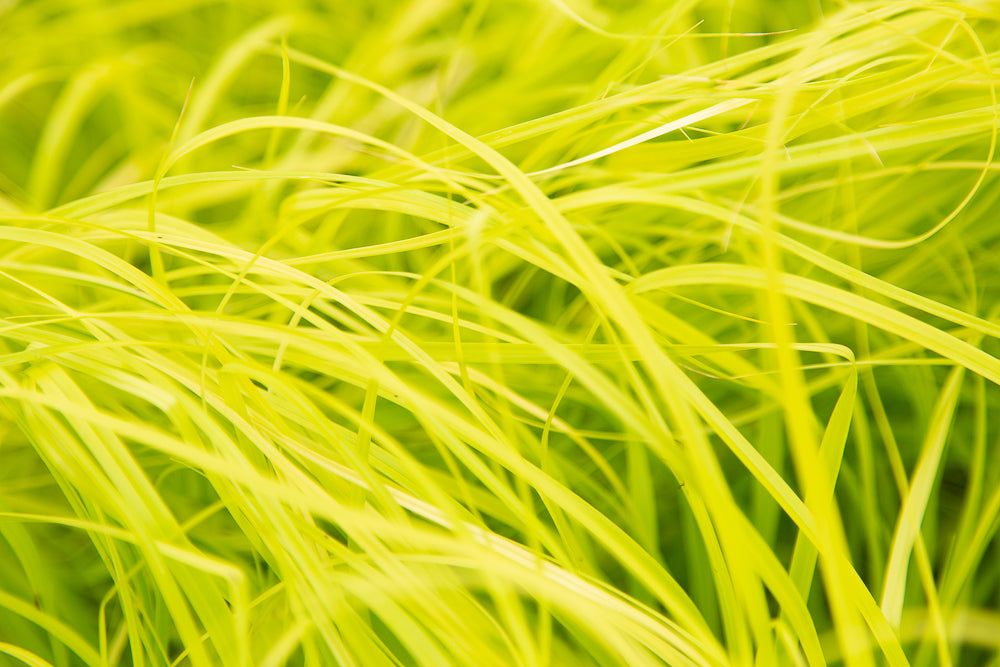 lime green grass leaves