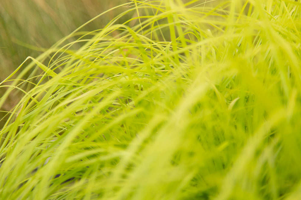 fronds of Carex Everillo