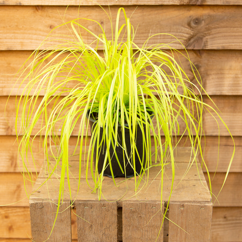 Carex Everillo in pot