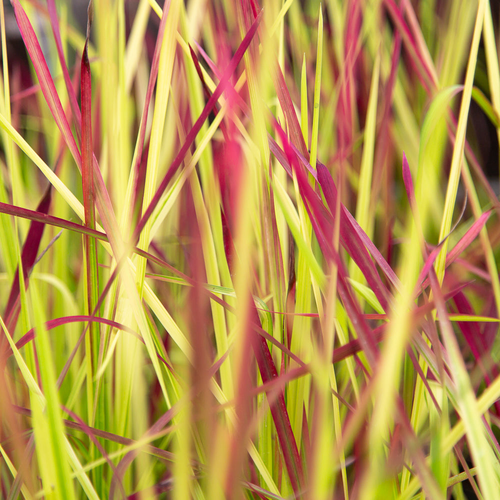 Imperata cylindrica ‘Red Baron’