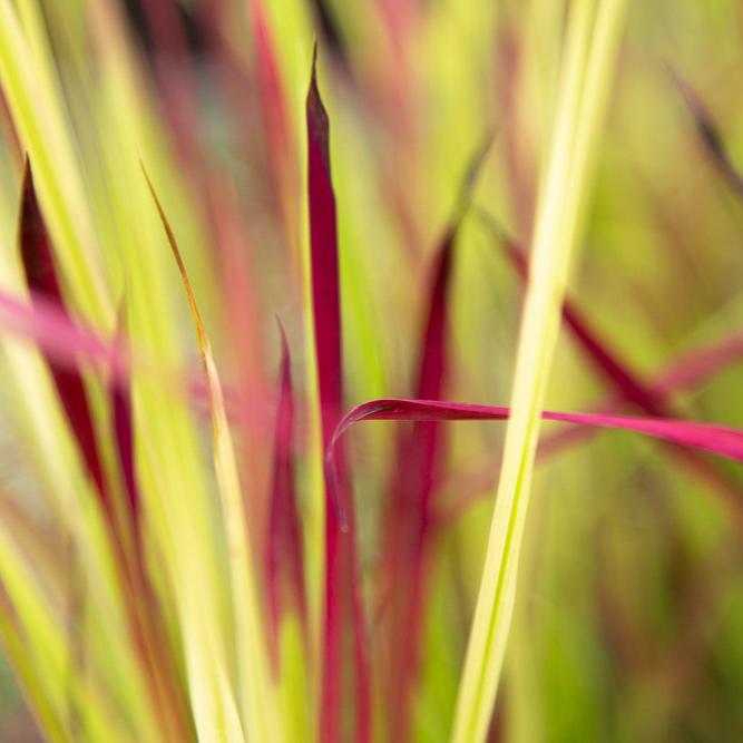 Imperata cylindrica ‘Red Baron’
