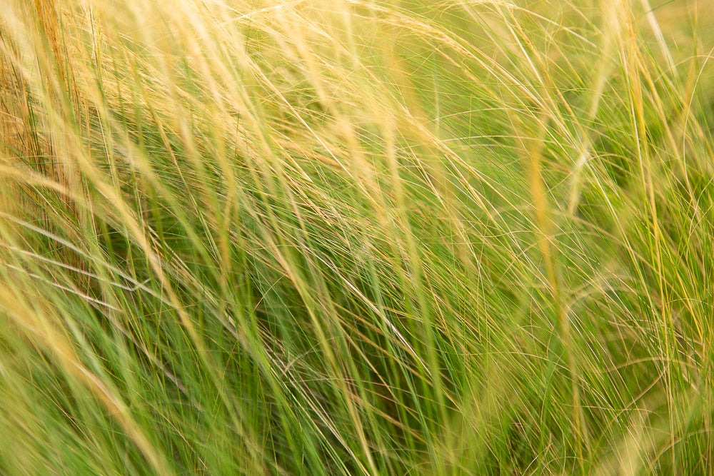Stipa tennuissima Pony Tails