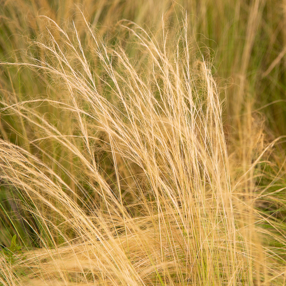 Stipa Tennuissima Pony Tail Grass