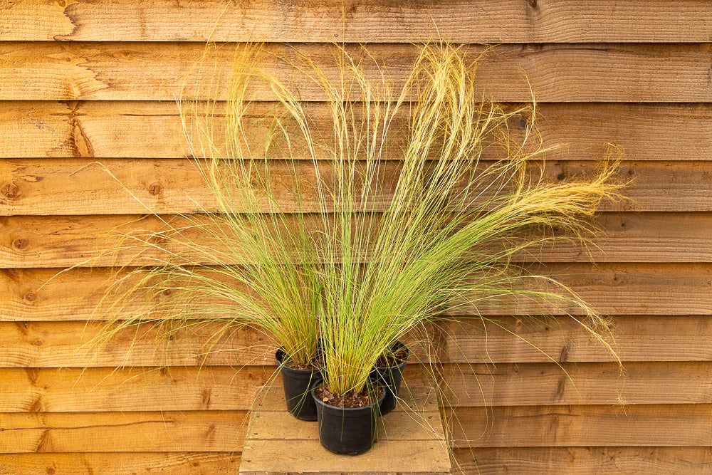 Golden Stipa Tennuissima Pony Tails